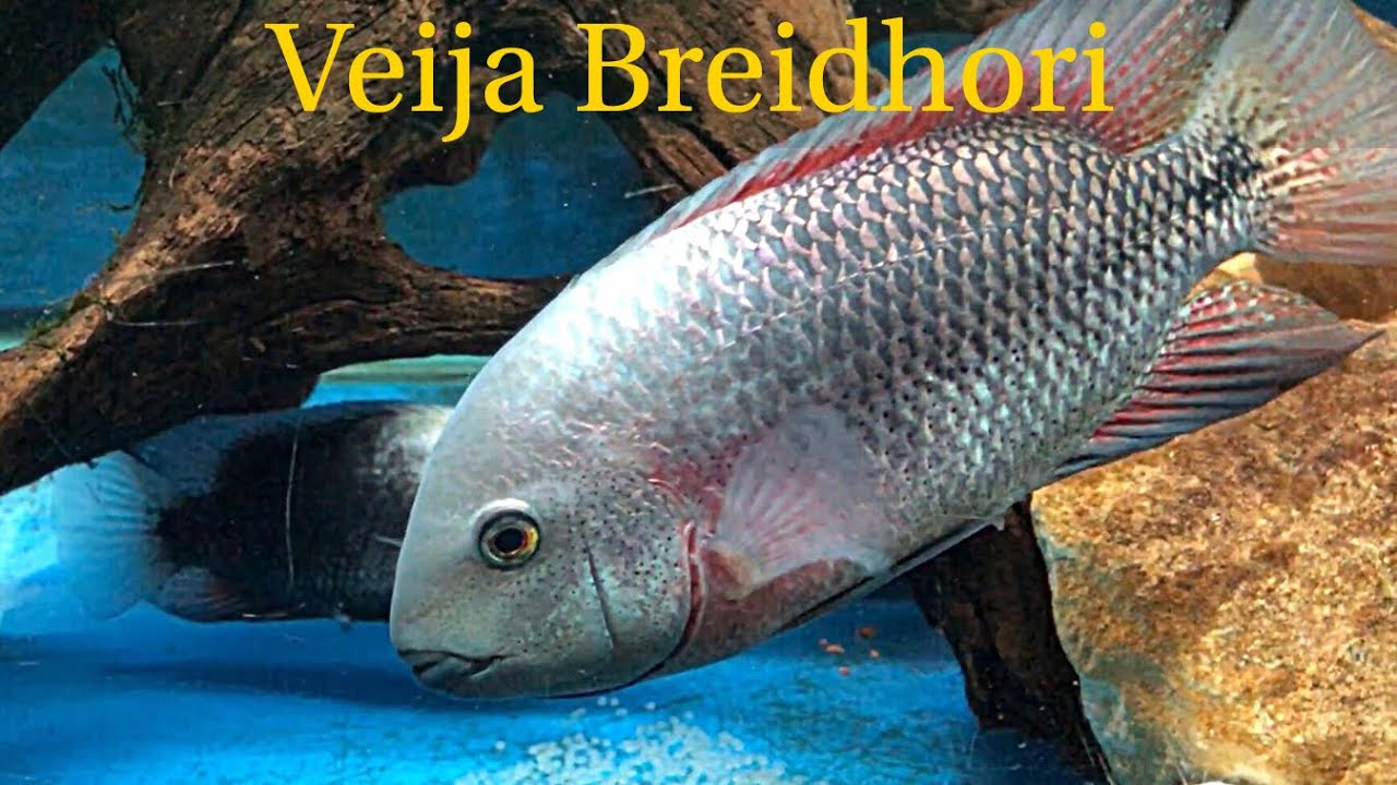 Species Profile: Vieja Breidohri Cichlid Pair With Eggs