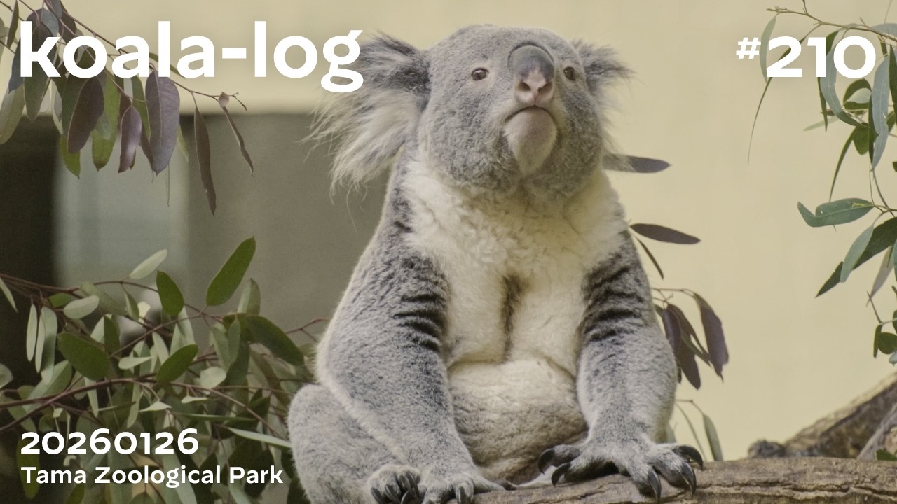 [koala-log] コアラログ #210 多摩動物公園 260126 🐨