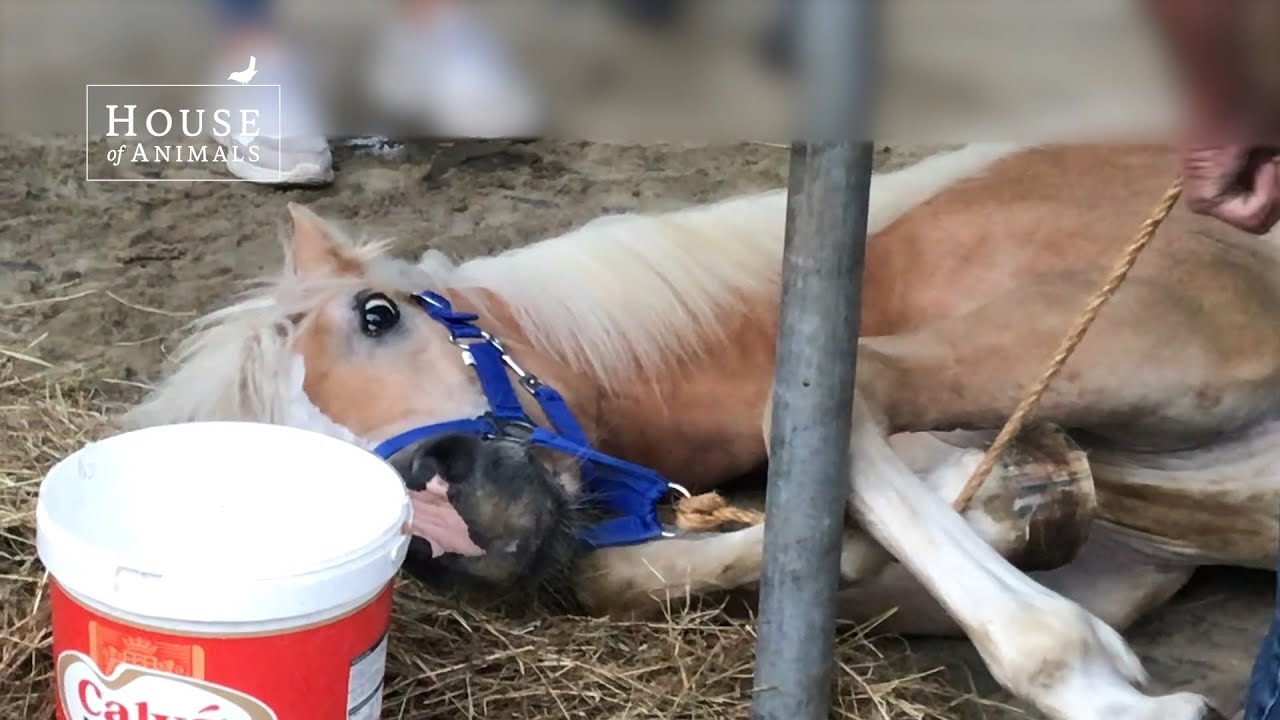 Bemmelse Paardendagen tijdens hittegolf - House of Animals