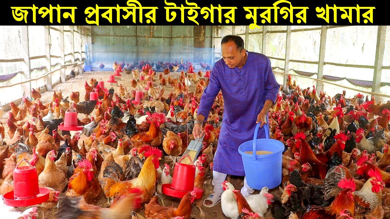 জাপান প্রবাসীর চমৎকার টাইগার মুরগির খামার। বাংলাদেশের সবচেয়ে বড় টাইগার মুরগির খামার। Tiger morgi