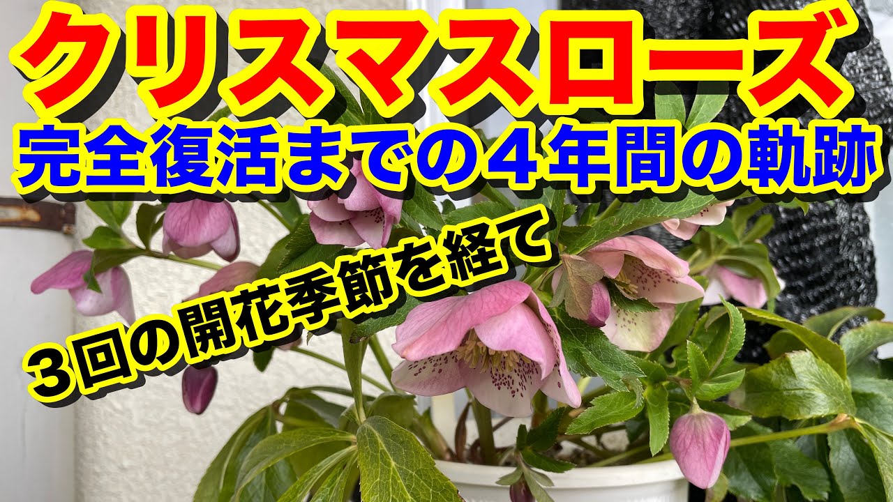 完全復活！クリスマスローズ・シングルピンクスポット４年間の軌跡