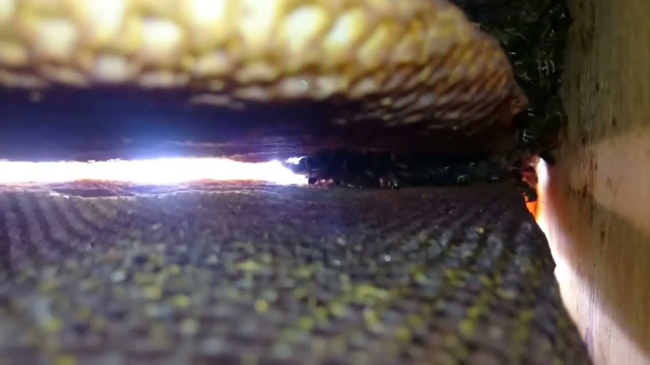 Home Hive Bienen Wintertraube Ansicht v  unten 3