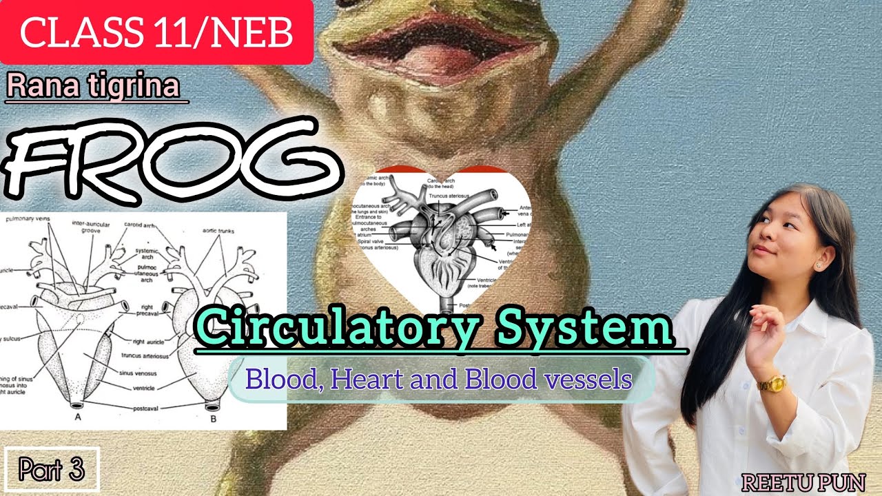 Circulatory System of Frog||Class 11-NEB/CEE|| Internal structure of Heart||Reetu Pun 