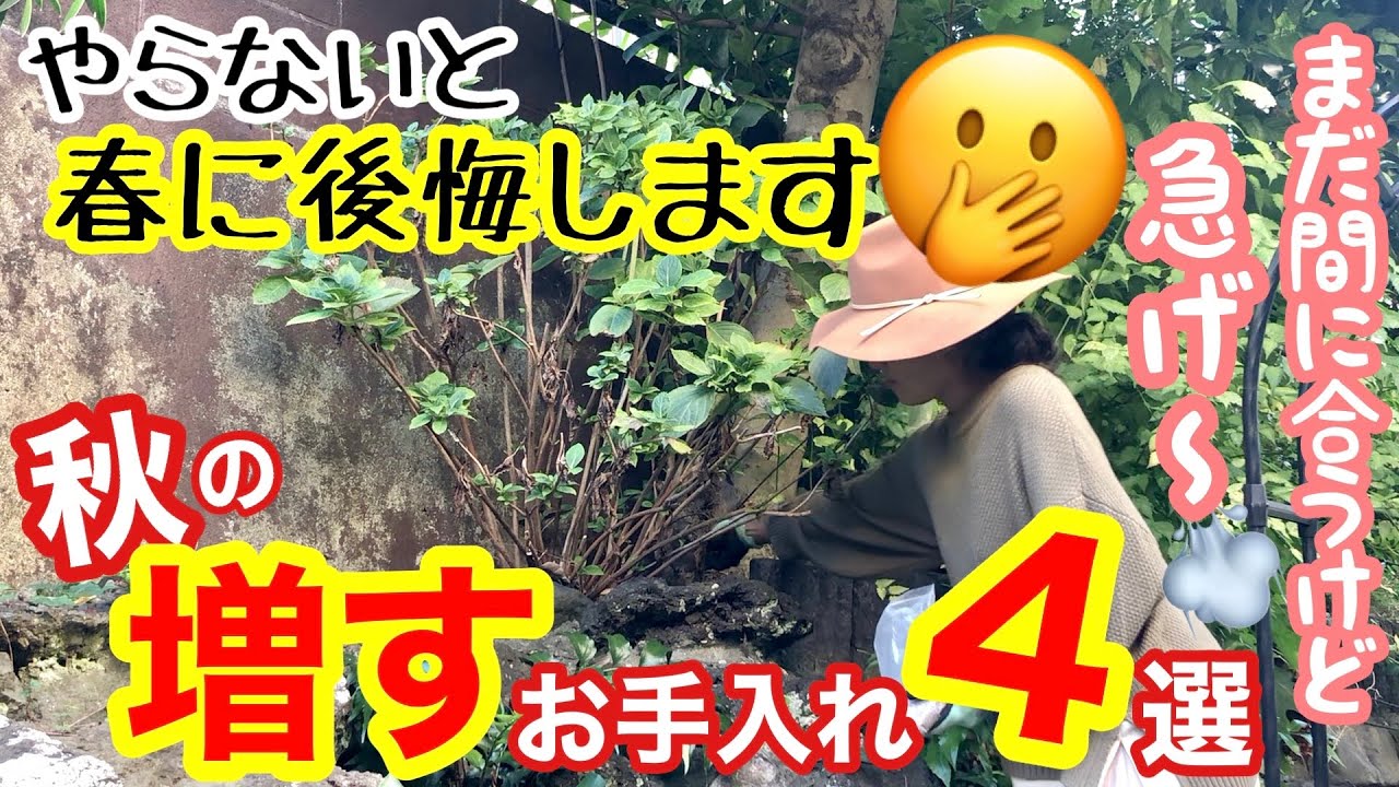 【宿根草・一年草】春に後悔したくなく！秋の「増す」お手入れ4選😊 / ○を増して成長促進・〇〇を足して凄いことに・○を分ける・〇〇スペースを増す / 冬前までが勝負です💪【ガーデニング】