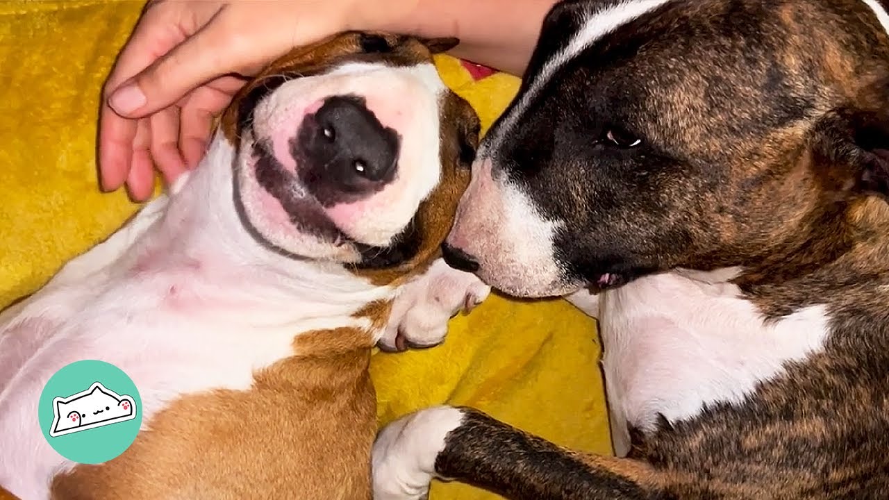 Two Bull Terriers Were Just Made for Each Other | Cuddle Friends