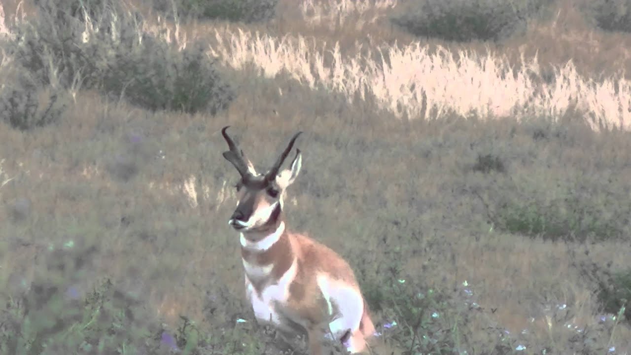 Wyoming Antelope 2013