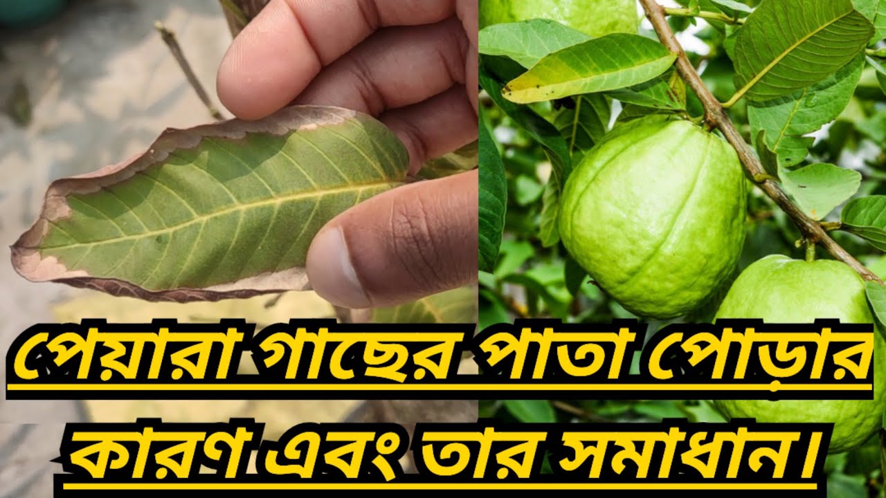পেয়ারা গাছের পাতা পোড়ার কারণ এবং তার সমাধান।।Guava leaf burn causes and solutions।।Guava Tree Care
