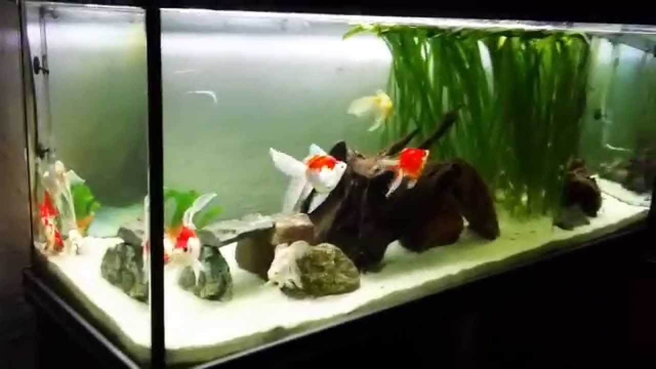My Goldfish Tank 1 of 3