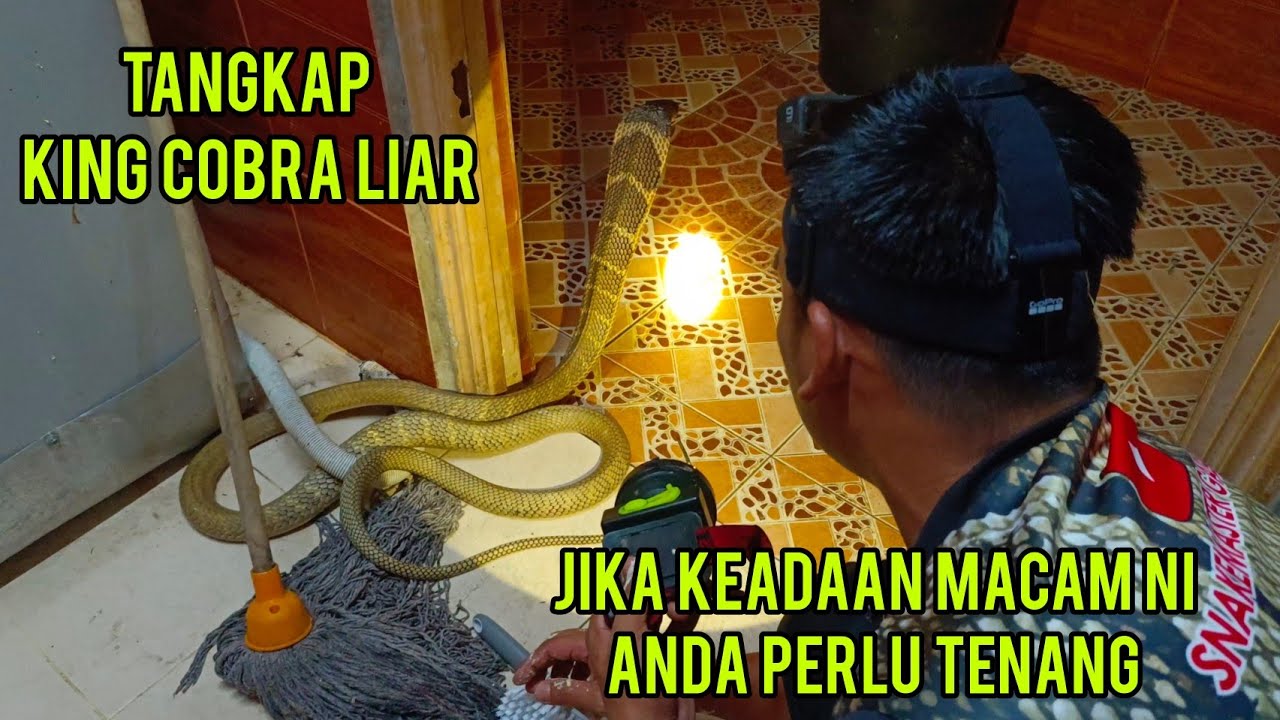TEDUNG SELAR MASUK RUMAH | BERCAKAP DENGAN ULAR TEDUNG SELAR