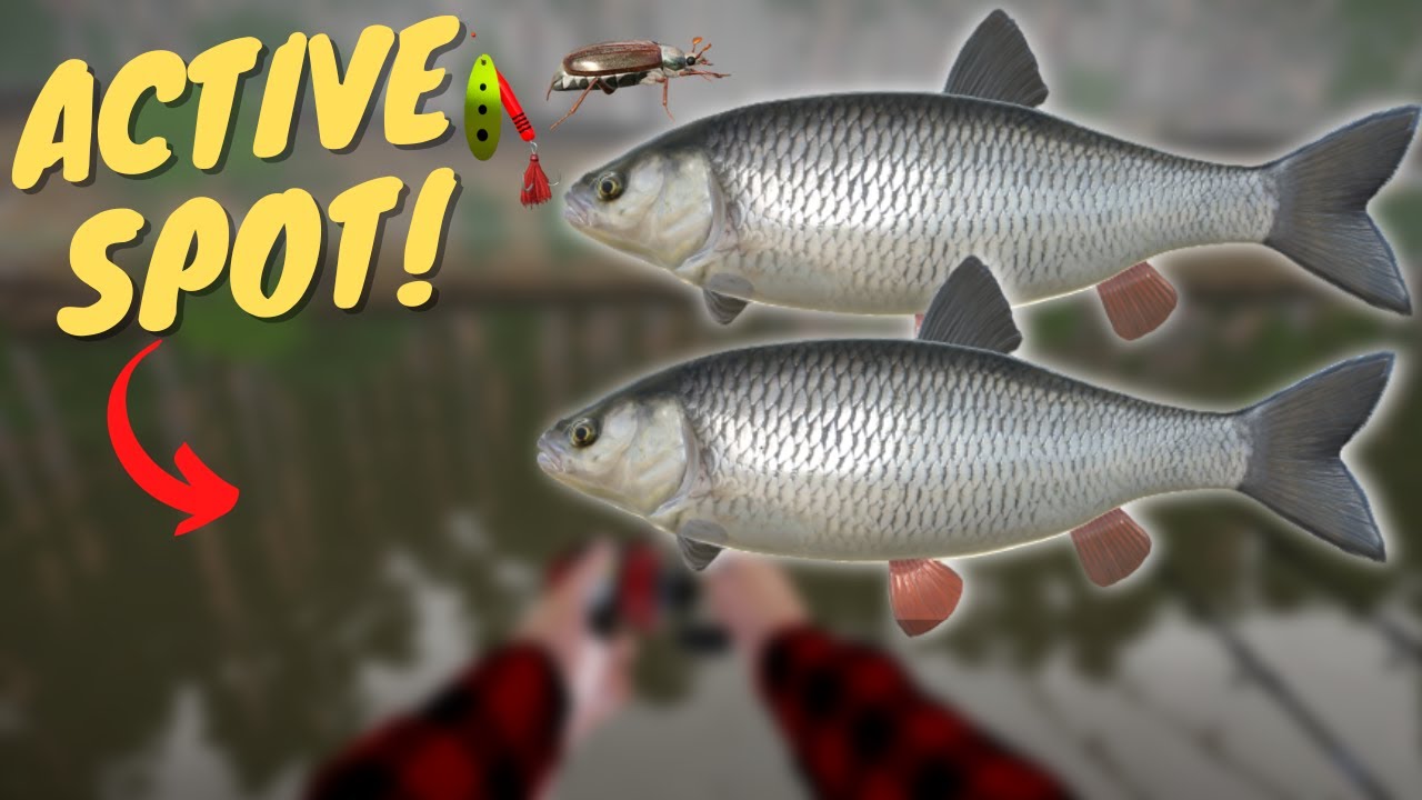 ACTIVE CHUB SPOT IN WINDING RIVULET! #586 Russian fishing 4