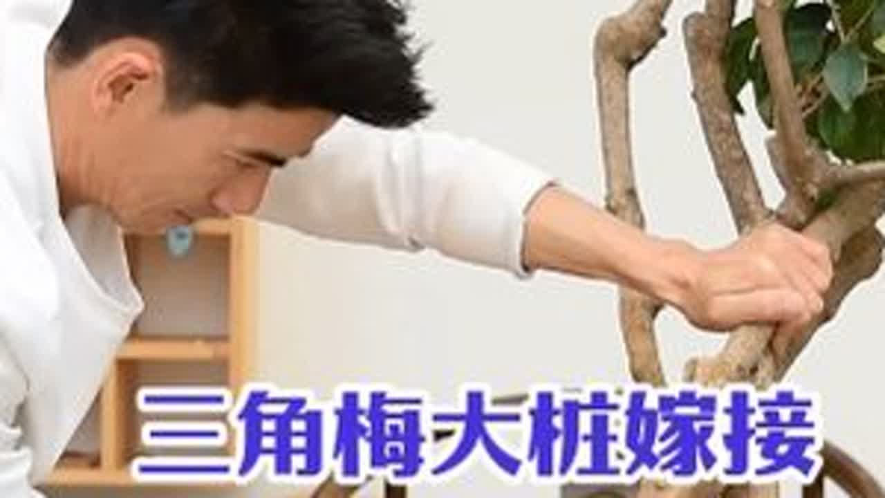 三角梅大桩嫁接 第一次三角梅的嫁接，你看能活几个品种？#三角梅盆景 #三角梅盆景嫁接 #三角梅品种