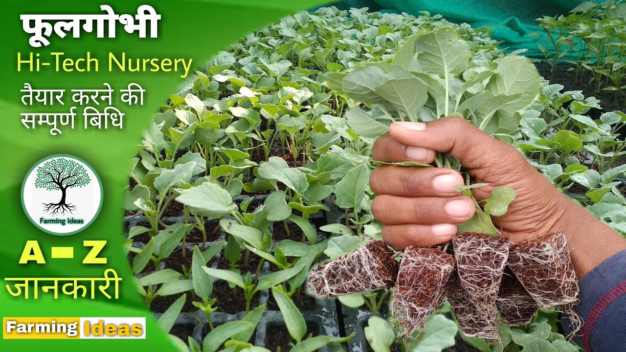 फूलगोभी की नर्सरी सम्पूर्ण जानकारी Cauliflower Nursery Preparation, ful gobi nursery, full gobhi