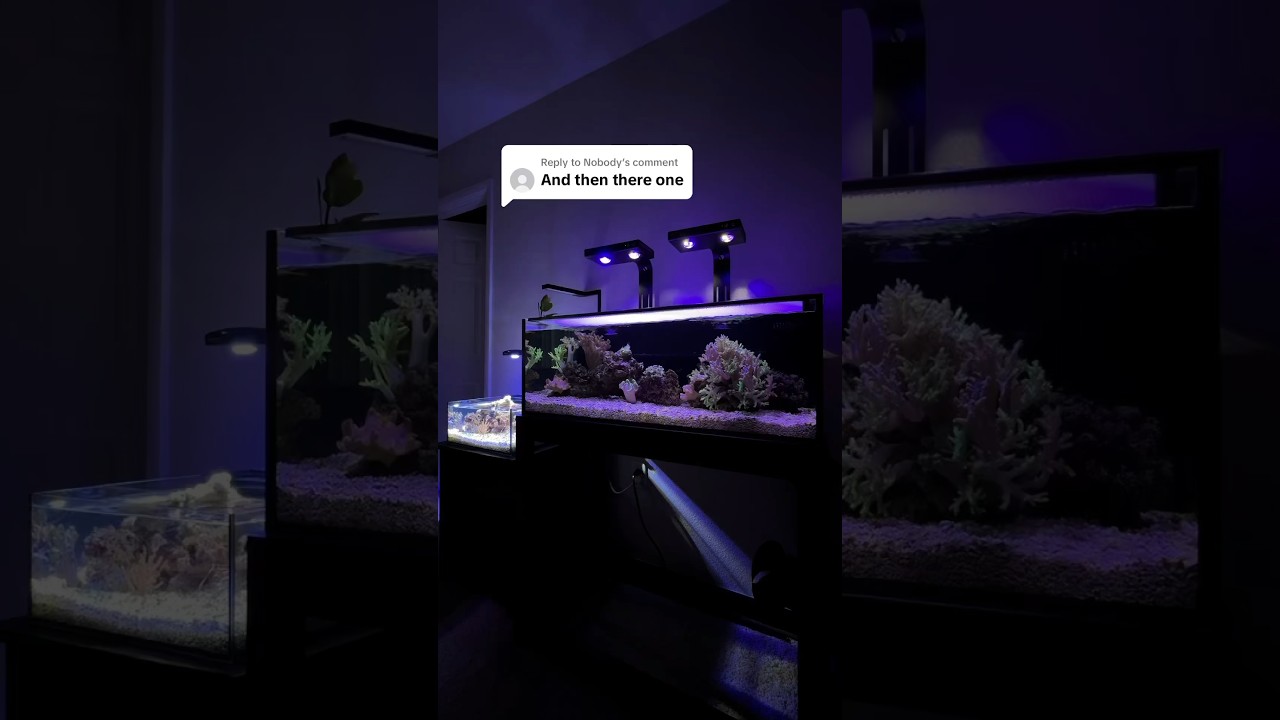 Зеленые хромисы такие сложные в содержании! #рыбнаякомната #аквариум #рифовыйаквариум