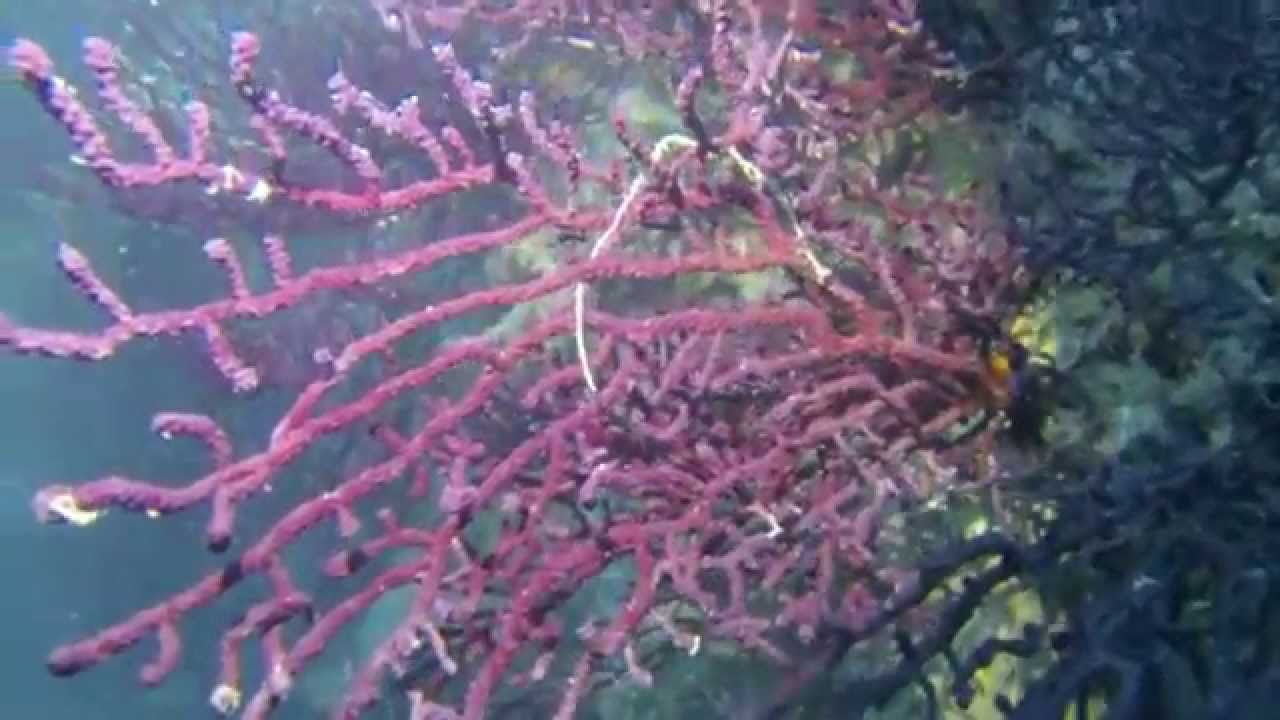 Dive in Otranto - Le Gorgonie