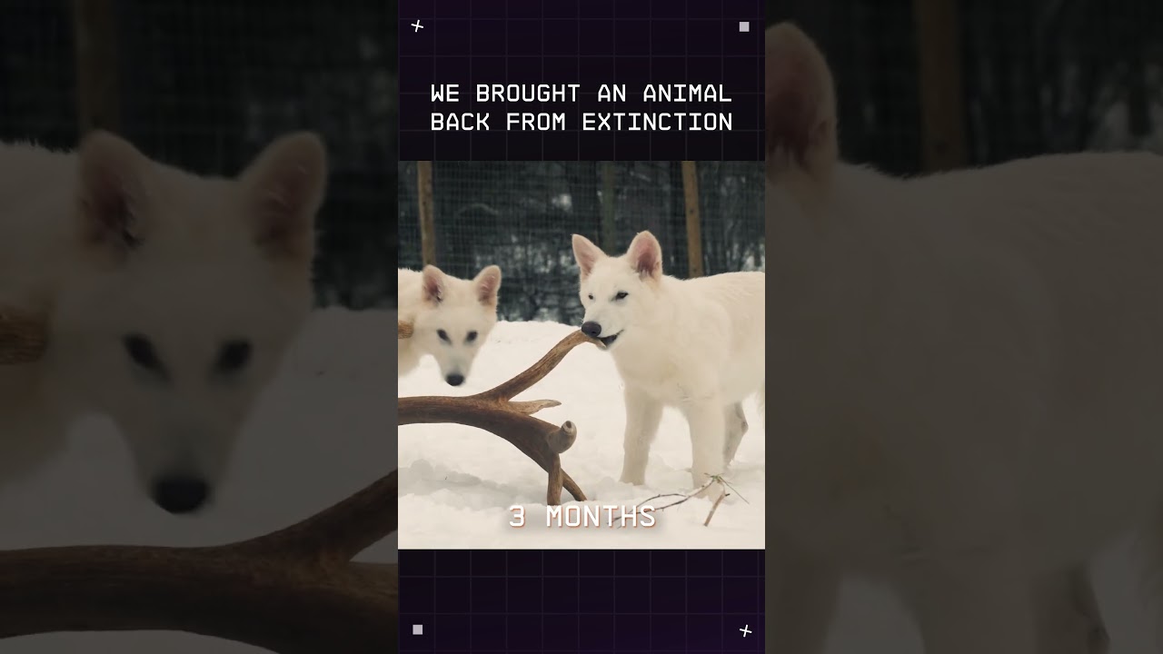 We&rsquo;re Colossal Biosciences, the de-extinction company bringing back the dire wolf from extinction.