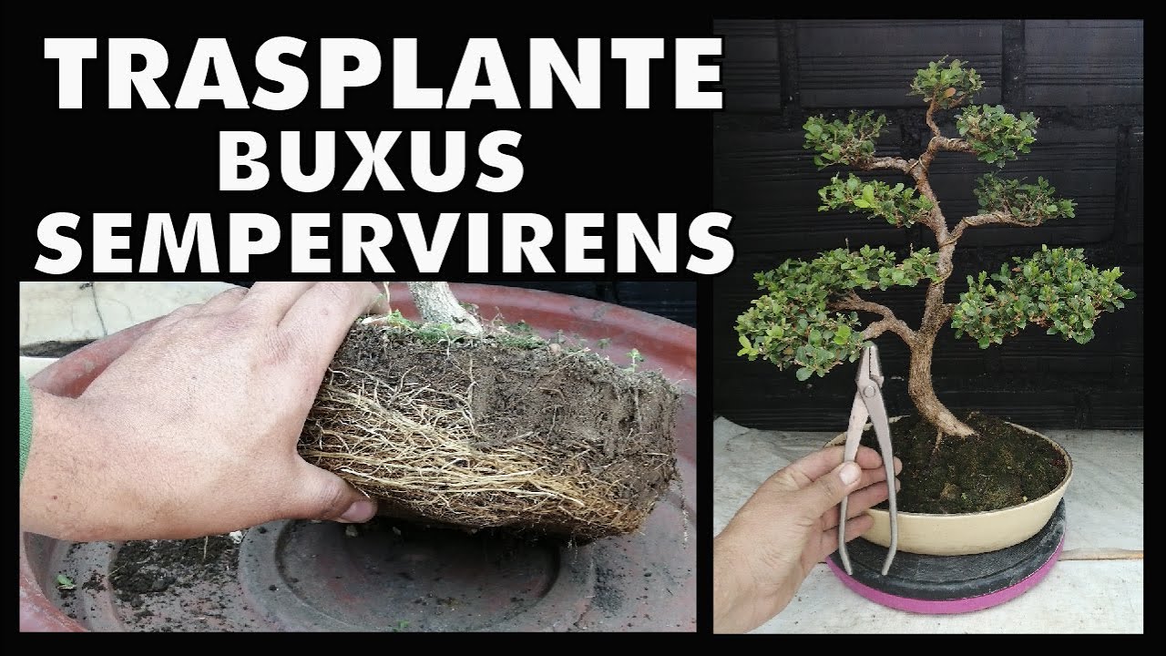 TRABAJOS DE INVIERNO - TRASPLANTE Buxus Sempervirens Moyogi