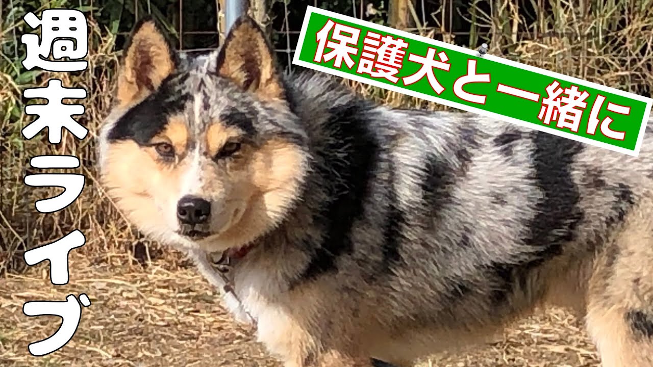 心を閉ざした保護犬シュンくん室内飼育できるのか？ライブで色々頑張ってみます！今の悩み事