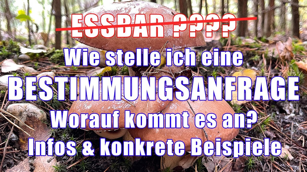 Wie stelle ich eine Bestimmungsanfrage? Pilze bestimmen lernen