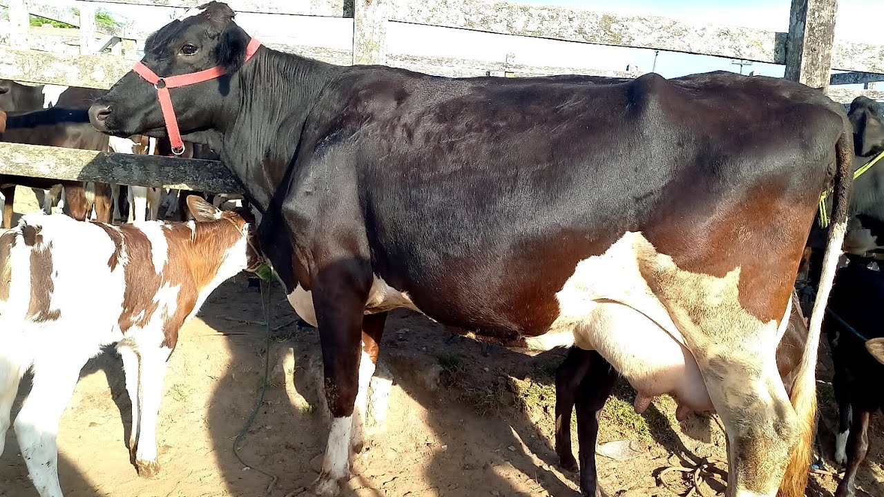 Feira das Vacas Leiteiras Capoeiras Pe.13/02/26