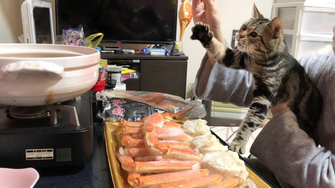 超高級カニパーティーの香りに耐えられずいつの間にか参加してイタズラが止まらない猫ｗ