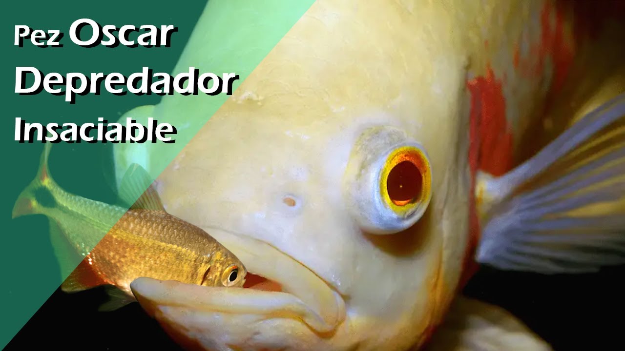 190🐊💥.- Pez Oscar Un Depredador INSACIABLE