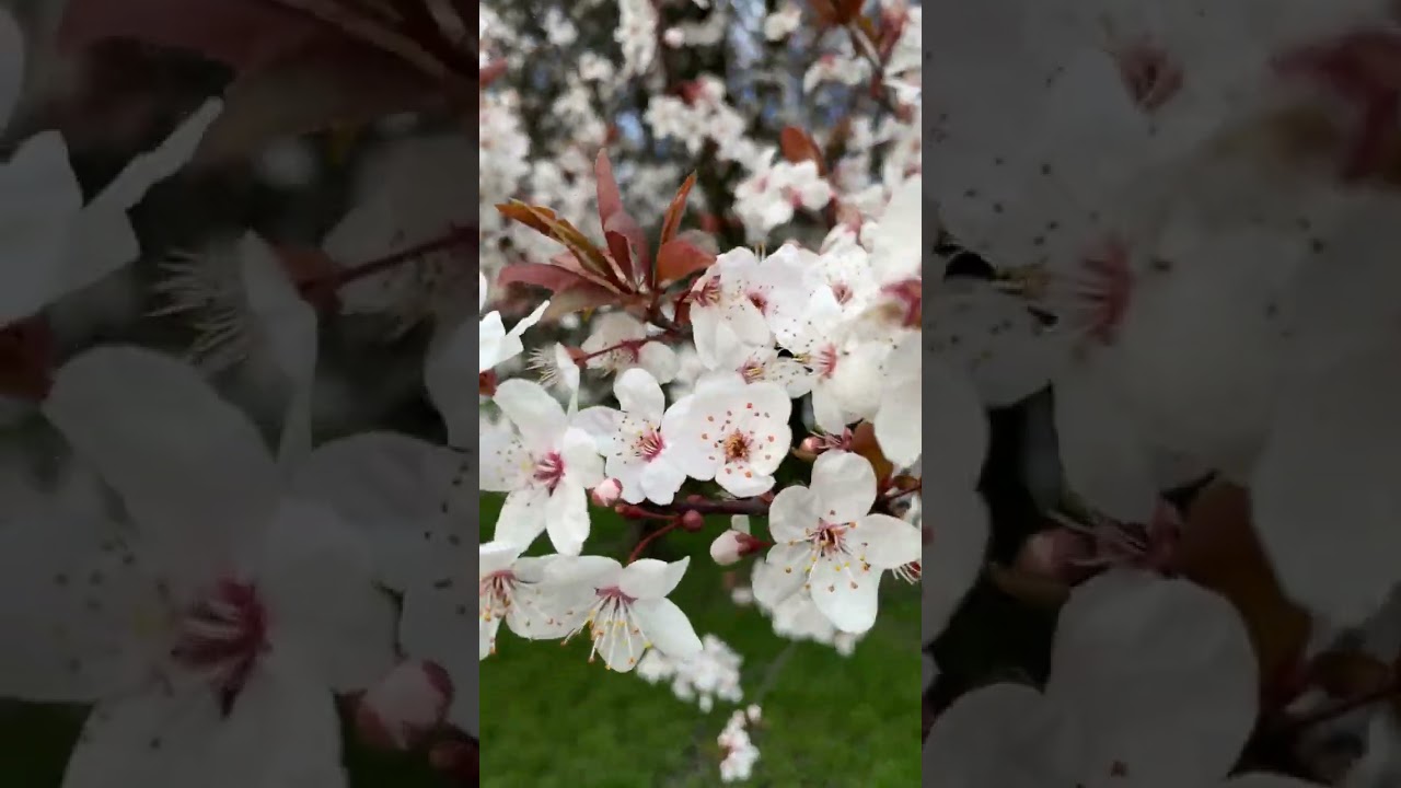 A profusion of pink and white blossoms 櫻花綻放盛開