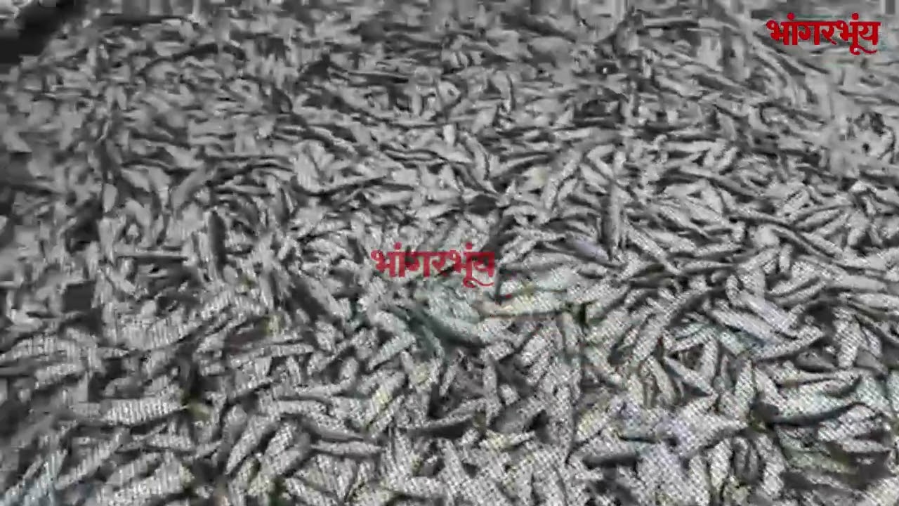 Bumper Fish Catch At Caranzalem Beach | Bhaangarbhuin | Goa | 13.09.25