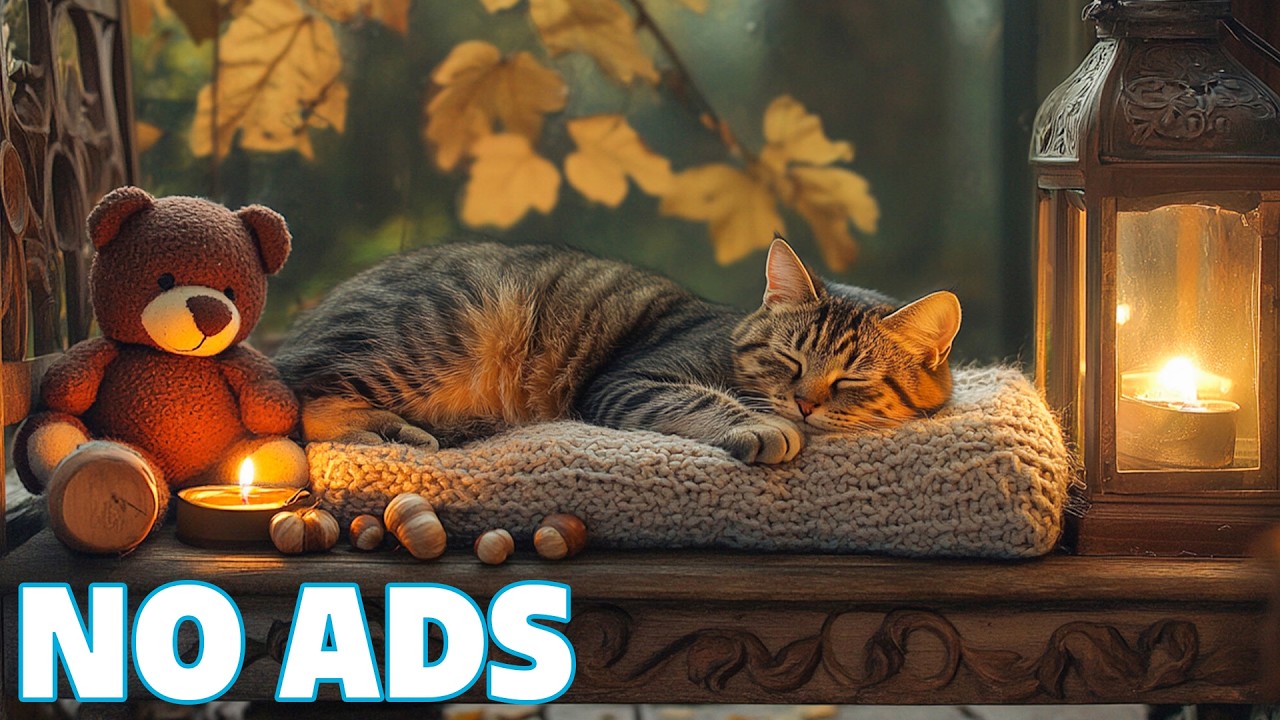12 godzin relaksującej muzyki dla kot&oacute;w 🐱 Delikatna, unosząca się atmosfera dla kot&oacute;w 🌙 Spokojna n