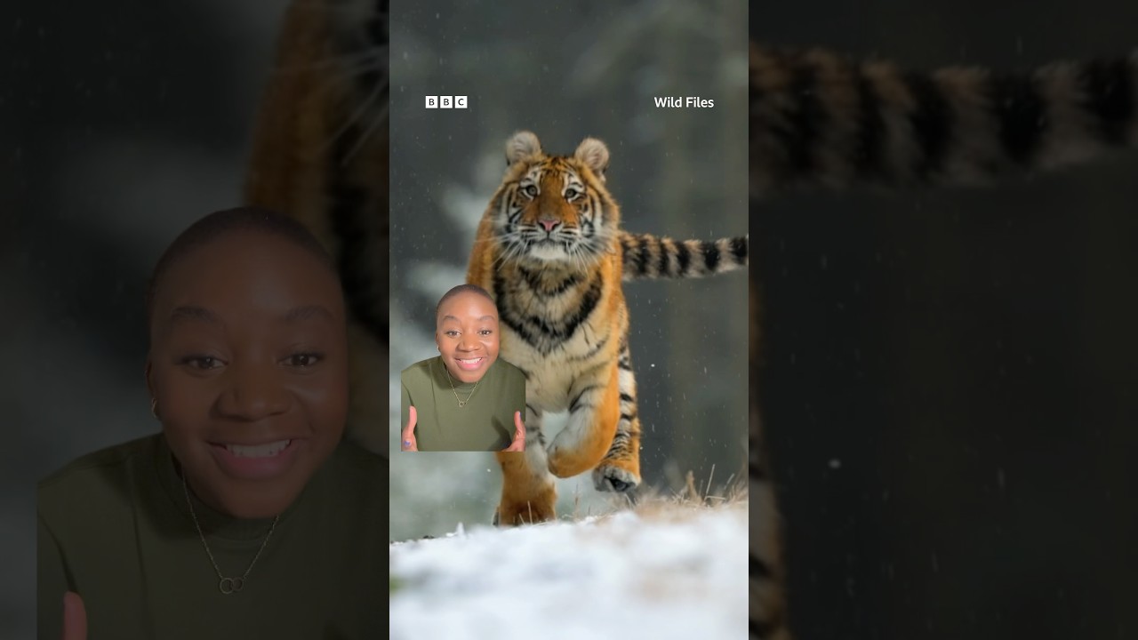 Think tigers are bright orange? Not to their prey 🐅 👀 #Tiger #BigCats #Wildlife #Shorts