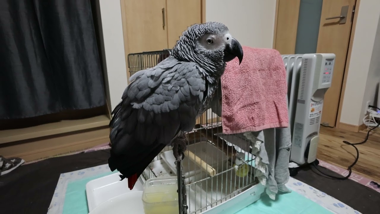 2026　1/6　夜のえりちゃん