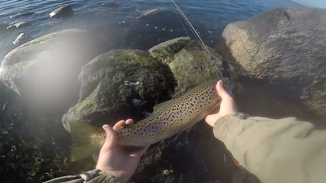 Hav&oslash;rrede fiskeri i Limfjorden om efter&aring;ret