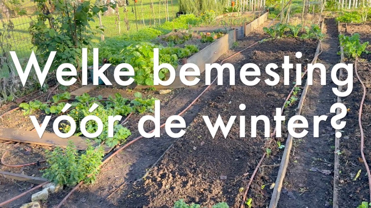 Ini's Moestuin #211 - Welke bemesting vóór de winter? Dierlijke mest, compost of groenbemesters?