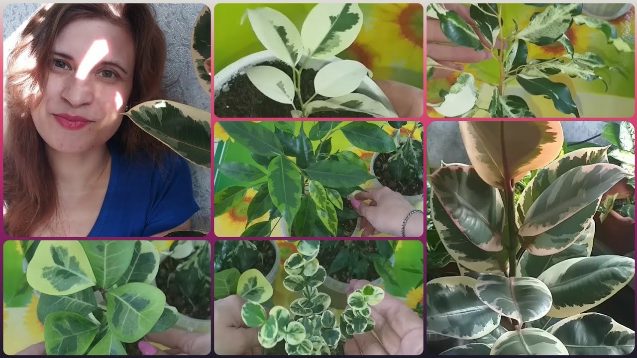 Все о Фикусах и не только🌱Карисса🌷Мирт🌱Уход🌷Полив🌱Пересадка🌷Проблемы🌱Капризные и некапризные сорта