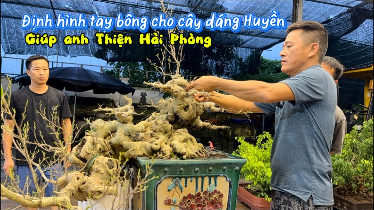 Nam Lê Bonsai | Định hình tay bông cho một cây dáng trực Huyền giúp anh Thiện Hải Phòng