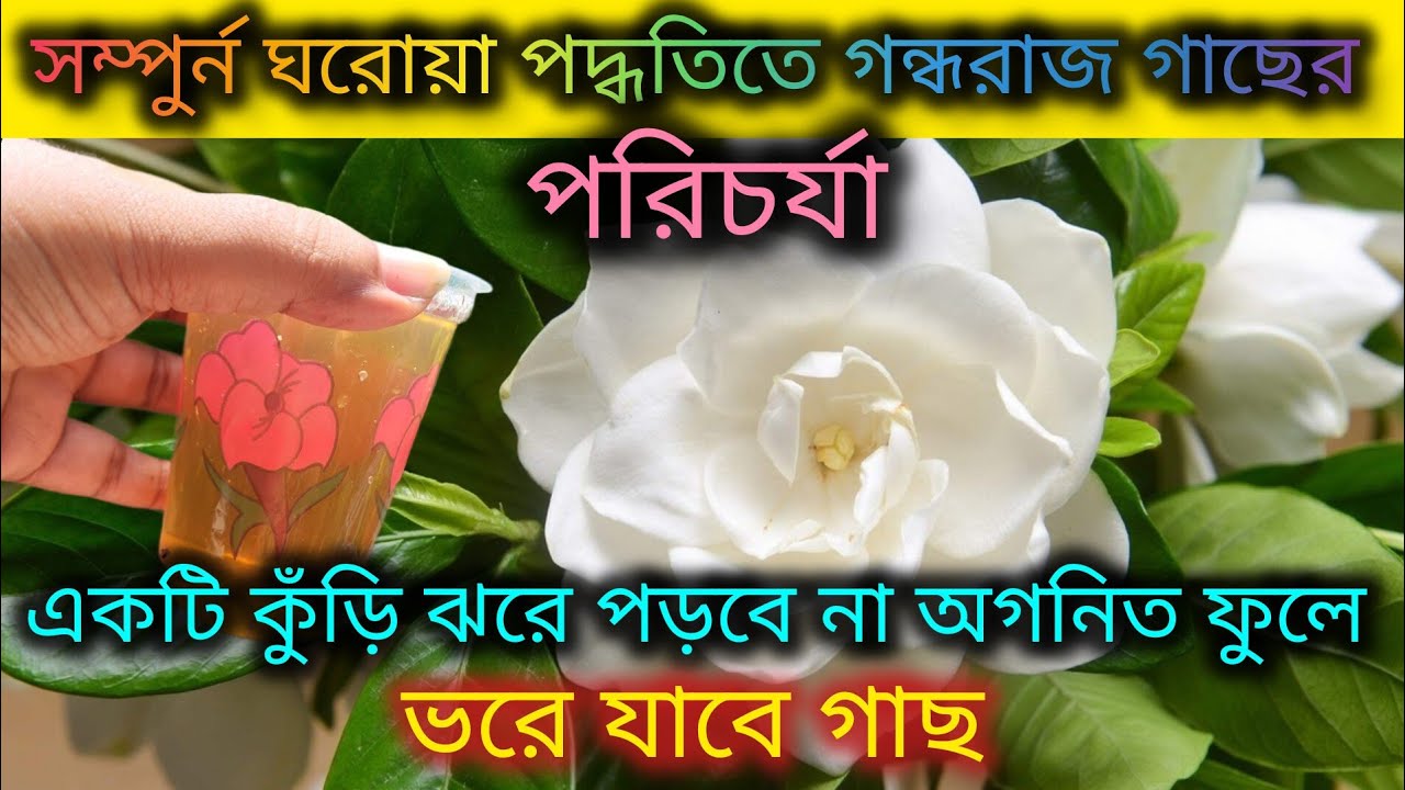 সম্পুর্ন জৈব পদ্ধতিতে গন্ধরাজ গাছের পরিচর্যা/Gardenia plant care/Homemade fertilizer for Gandhraj.