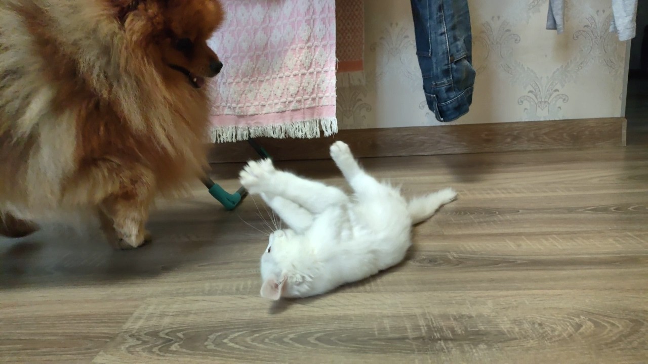 Вито и Винни играют