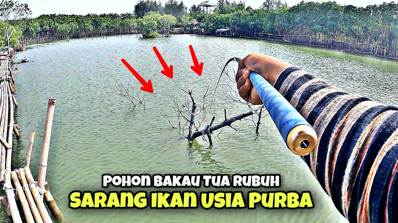 AWESOME !!! Pohon Bakau Rubuh Ini Jadi Sarangnya Ikan Usia Tua - Iwak Baronang Sak Gendeng²