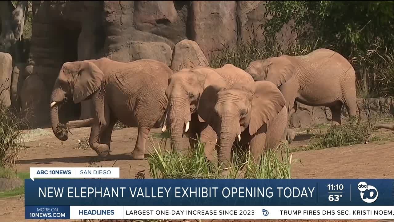 What visitors can expect at the Safari Park's Elephant Valley exhibit