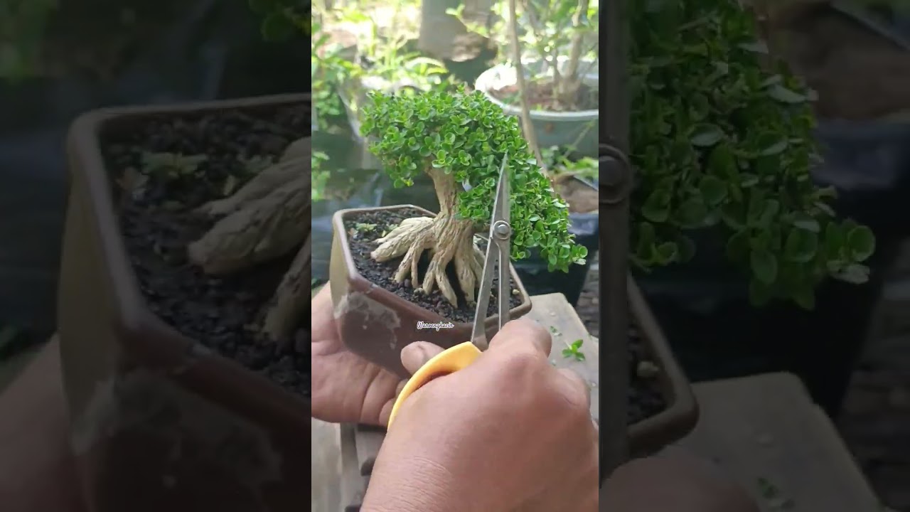pruning bonsai sancang #real #bonsai #shortvideo #shorts #bonsaimania #tanamanhias #youtubeshorts