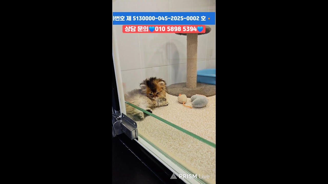 강아지분양💙고양이분양🔸️ 퍼피캣 대구경산점🔸️#강아지 #강아지분양 #대구강아지분양 #고양이 #고양이분양 #대구고양이분양 #애견분양 #대구애견분양 #라이브 #Live