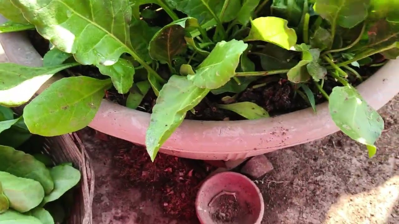 Organic palak ki harvesting# viral videos