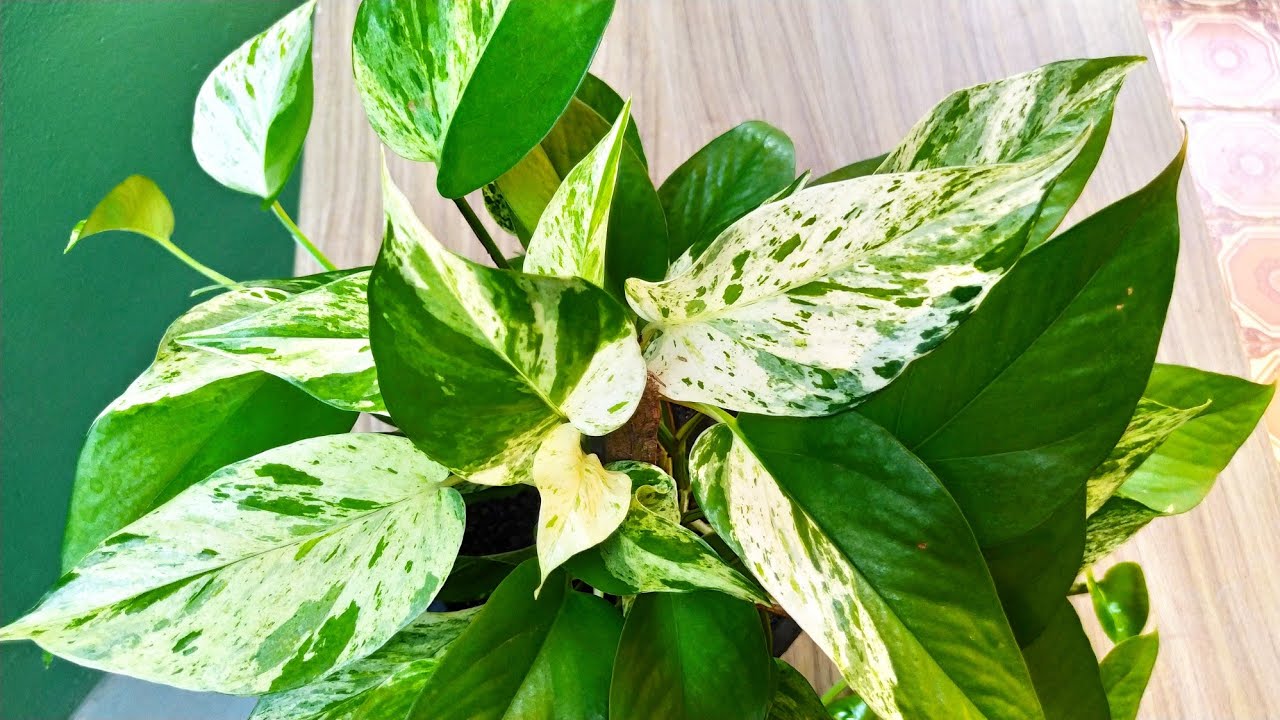 CONHEÇA A JIBÓIA BRANCA  E COMO CULTIVAR ESSA PLANTA LINDA!