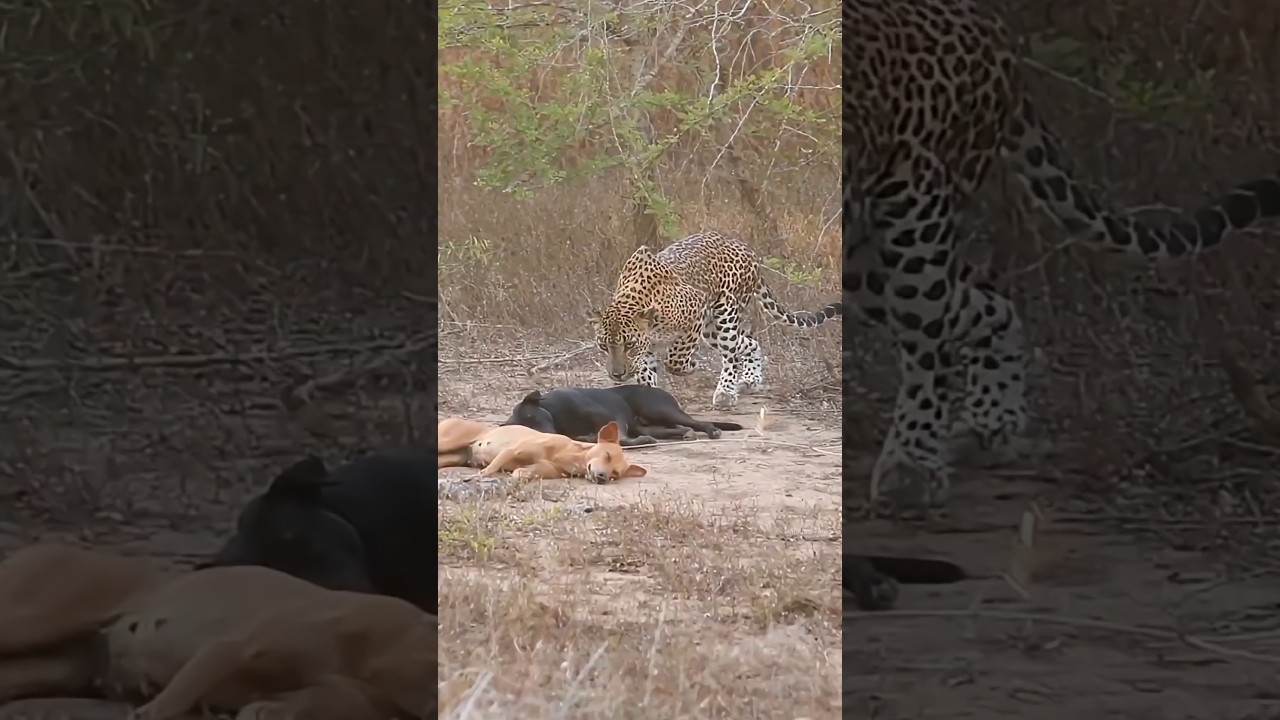 Why Leopard Scam In Animal By info fact News