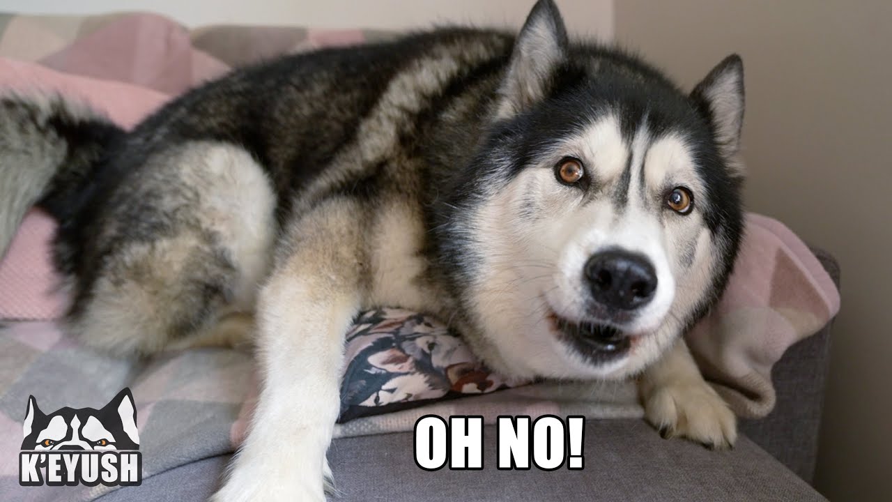 My Husky Explains Why He  Had To Go To The Vets!