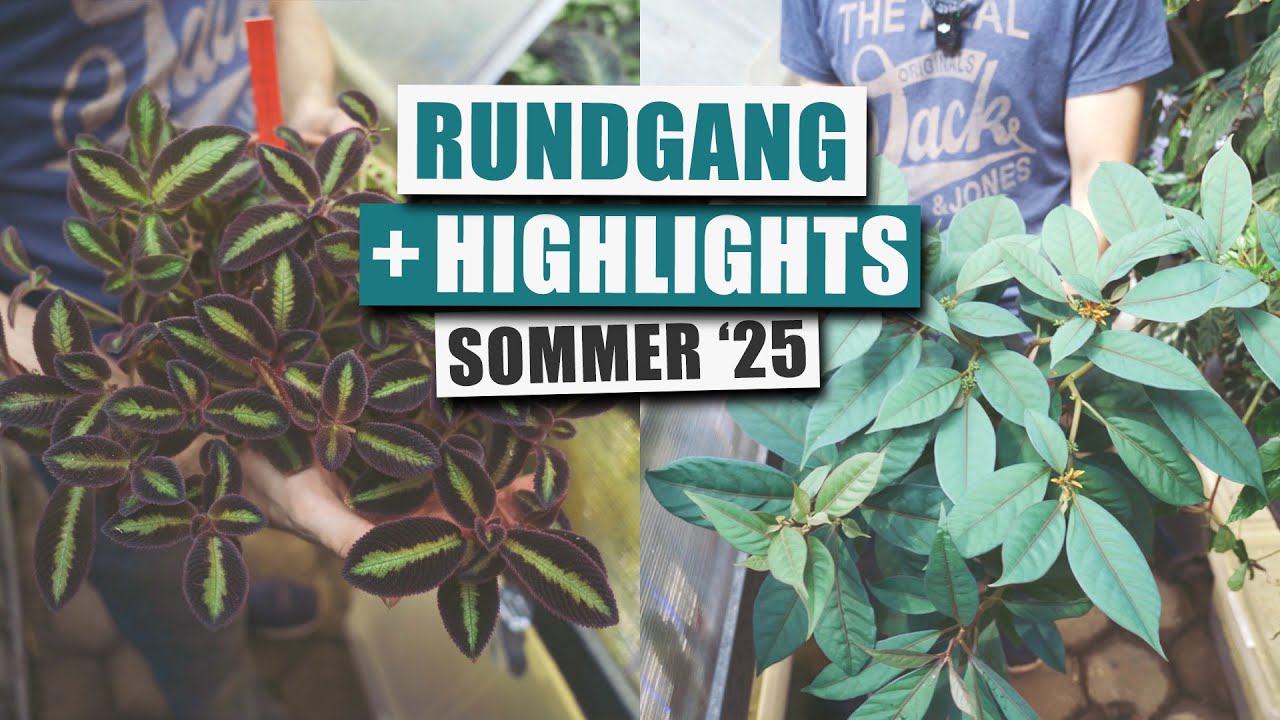 Highlights im Sommer 2025 + kleine Pflanzen Vorschau