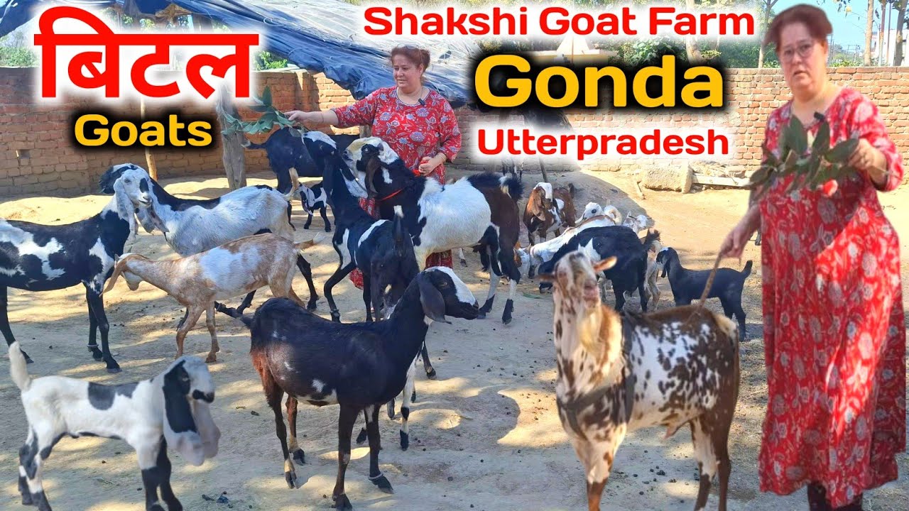 Top quality बिटल ब्रिडर,बकरी & kids |Shakshi Goat Farm Gonda Utterpradesh 