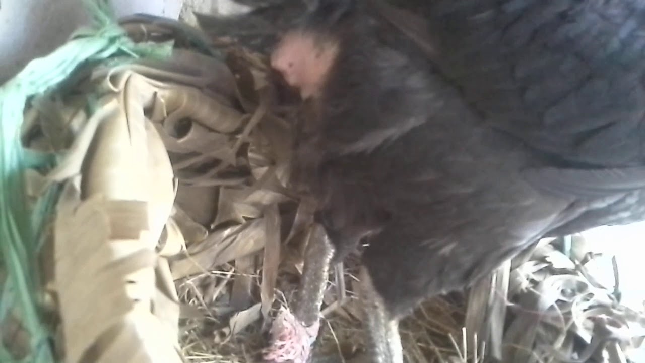 detik-detik ayam idhan bertelur