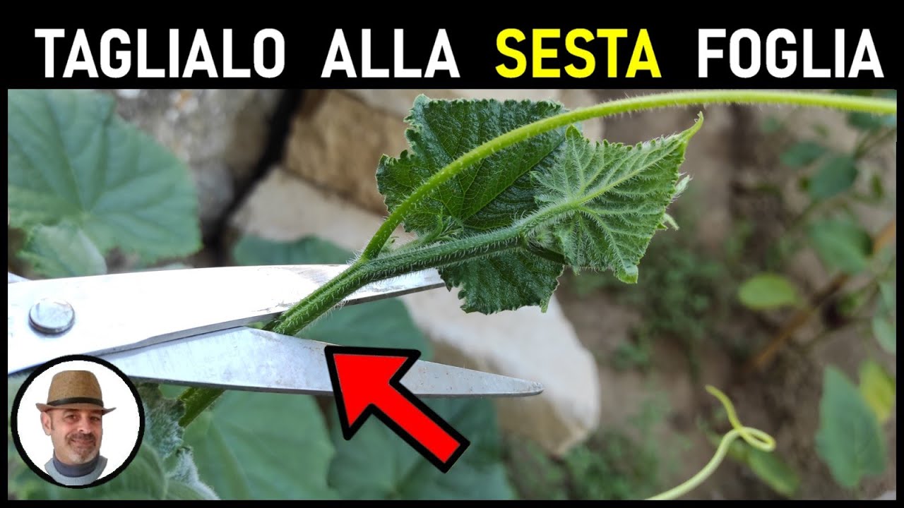 CIMATURA DEL CETRIOLO ALLA SESTA FOGLIA, come si f&agrave; e perch&eacute; si f&agrave;