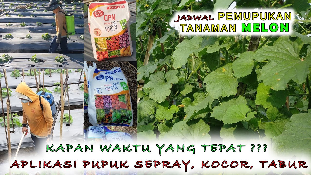 pupuk susulan tanaman melon☀️ 🌿. dari awal sampai panen🔥