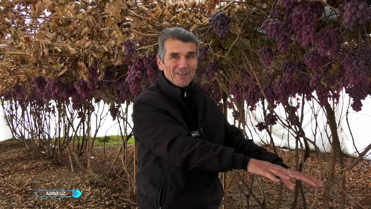 Qish kunlarida ham issiqxonalarda uzum navlari yetishtirilmoqda | AGRO UZ  (28.12.2025)